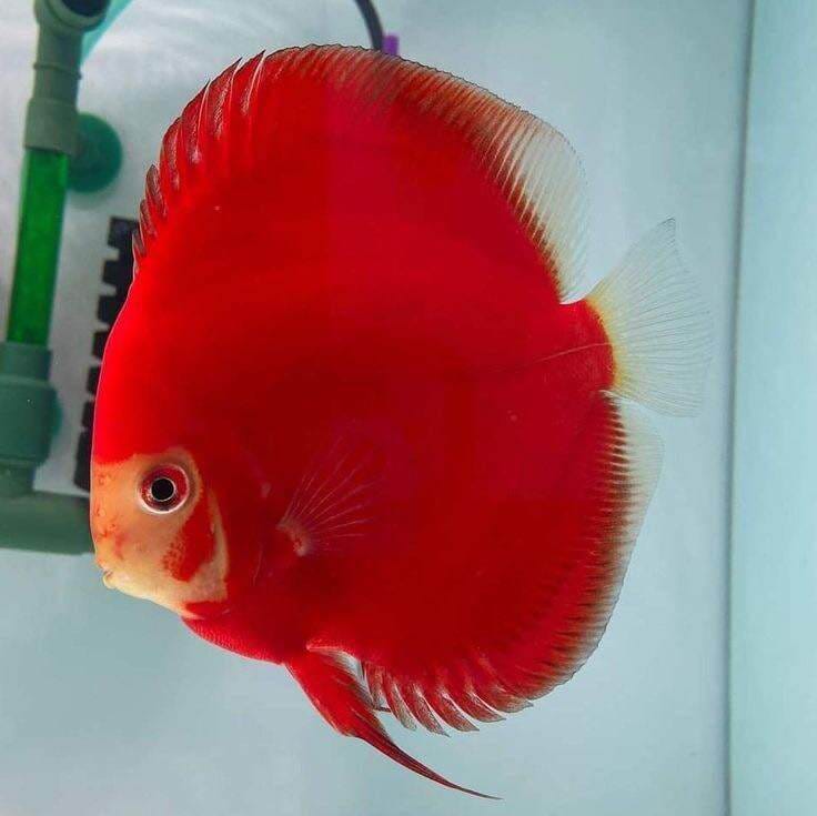 RED NINJA Discus